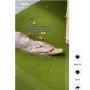 Viral Buaya Kehilangan Moncong Atasnya, Warganet Malah Body Shaming
