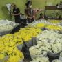 Hari Valentine, Penjualan Bunga di Rawa Belong Lesu