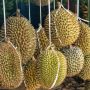 Wajib Tahu! Konsumsi Durian dapat Cegah Penyakit Jantung hingga Kanker