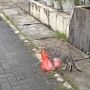 Viral Video Kucing Gondol Nasi Kotak, Berakhir Tepergok sampai Terjungkal