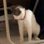 Viral Video Kucing Joget Pargoy Bikin Ngakak, Pemilik Ungkap Penyebab Utamanya