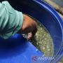 Polres Kudus Selidiki Kasus Penipuan Minyak Goreng Palsu