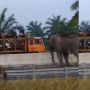 Viral Gajah Menyeberang Tol Pekanbaru-Dumai, Kendaraan Kurangi Kecepatan