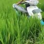 Viral Dua Bocah Boncengan Naik Motor Berakhir Masuk Sawah, Warganet: Siap-siap Dimarahi Emak