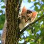 Kenapa Kucing Takut Timun? Jangan Anggap Sebagai Lelucon, Ini Alasan Sebenarnya yang Patut Diketahui