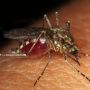 5 Cara Atasi Masalah Gigitan Nyamuk yang Sebabkan Gatal dan Kemerahan