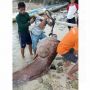 Penampakan Ikan Kerapu Raksasa di Selayar, Ditangkap Pakai Panah, Beratnya 270 Kg