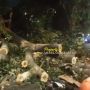 Hujan Deras dan Angin Kencang di Jaksel, Pemotor Tewas Tertimpa Pohon Tumbang di Pondok Indah