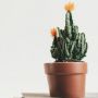5 Tips Merawat Kaktus di Dalam Ruangan Agar Semakin Estetik, Perhatikan Media Tanam!