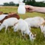 Inovasi Susu Kambing Etawalin: Kombinasikan Nutrisi dan Khasiat Herbal untuk Kesehatan Optimal