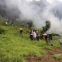 Polisi Bakar 2 Hektare Ladang Ganja Siap Panen di Pegunungan Tor Mangompang