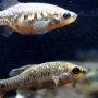 Melihat Ikan Tequila yang Berhasil Kembali dari Kepunahan
