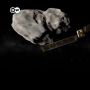 NASA Luncurkan DART, Wahana Antariksa yang Punya Misi Cegah Asteroid Menabrak Bumi