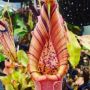 8 Jenis Tumbuhan Pemakan Serangga di Sekitar Anda, Berbentuk Unik dan Banyak Diburu Kolektor