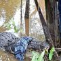 Ngeri! Warga Ternate Dilaporkan Hilang Diterkam Buaya saat Memancing, Begini Kronologinya