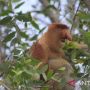 Sedih, 25.000 Bekantan Kalimantan Terancam Punah, Peneliti Sebut Karena Perburuan dan Kerusakan Habitat