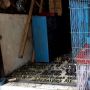 Pasar Depok Solo Geger! Ratusan Burung Mendadak Mati, Ternyata Ini Penyebabnya