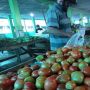 Harga Tomat di Tingkat Petani Anjlok Rp500 per Kg, HKTI Singgung Pencabutan Subsidi Pupuk