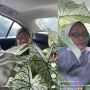 Demi Keladi, Dua Ibu-ibu Ini Sanggup Berhimpitan dalam Mobil Penuh Tanaman, Sampai Susah Gerak!
