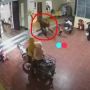 Heboh  Sapi Ngamuk Masuk ke Rumah, Bocah Hampir Diseruduk