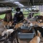 Melihat Tempat Penampungan Kucing Terlantar di Puskeswan Ragunan