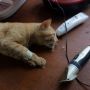 Program Sterilisasi Kucing Gratis di Puskeswan Ragunan
