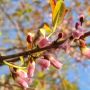 Lagi Indah dan Mekar, Pesona Pohon Sakura di Kijang Jadi Daya Tarik Pengunjung