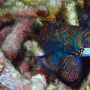 Aktivitas Wisata di Taman Nasional Bunaken, Salah Satunya Snorkeling