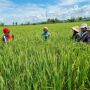 BPS Sebut Nilai Tukar Petani Maret 2022 Naik 0,42%