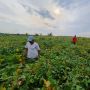 Kementan Berikan Bibit Unggul, Penangkar Kedelai Optimis Penuhi Produksi Kedelai Lokal