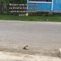 Ditonton 9 Juta Kali, Anak Kucing Seret Tubuh di Pinggir Jalan, Videonya Bikin Nangis