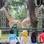 Puncak Jumlah Pengunjung Terbanyak di Taman Margasatwa Ragunan Diprediksi Besok dan Lusa