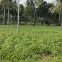 Pemprov Lampung Dukung Pengembangan Hilirisasi Produk Olahan Singkong