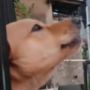 Masya Allah, Warga Dibuat Kagum Melihat Seekor Anjing Begitu Khidmat Mendengar Kumandang Azan Magrib