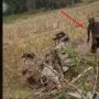 Mau Bajak Sawah, Petani Ini Malah Jungkir Balik Bareng Traktor