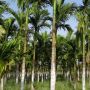 Ketahui 5 Manfaat Buah Pinang Bagi Kesehatan