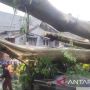 Sejumlah Pohon Tumbang di Jakarta Disapu Angin Kencang