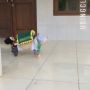 Viral Kucing Gotong 'Keranda Jenazah' sampai Meleyot, Videonya Ngeri-ngeri Sedap