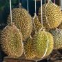 5 Fakta Menarik di Balik Kelezatan Buah Durian