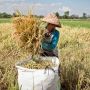 Produksi Padi di Bumi Mulawarman pada 2021 Diperkirakan Turun 6,77 Persen, Terjadi di 3 Daerah Termasuk IKN Nusantara