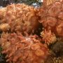 Bikin Penasaran sama Rasanya, TikTokers Ini Mencoba Buah-buahan dari Laut