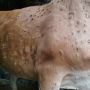 Penyakit Lumpy Skin Terdeteksi di 31 Daerah di Indonesia, Penyakit Apa Itu?