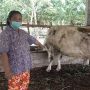 Penyakit Lumpy Skin Disease Terdeteksi di Indonesia, Menular ke Manusia?
