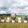 Program Makmur PKT Tingkatkan Produktivitas Padi Bulungan Hingga 150 Persen