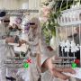 Pasangannya Cat Lover, Pengantin Ini Beri Kucing British Shorthair untuk  Seserahan Pernikahan