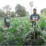 Canggih! Petani Muda Bali Manfaatkan Aplikasi dan Teknologi Pertanian, Lebih Menguntungkan