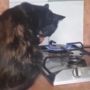 Viral Kucing 'Self Harm' Bakar Tangan Pakai Kompor, Warganet Khawatir Kesehatan Mentalnya