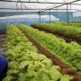 7 Daya Tarik Kebun Pak Budi, Beternak Sapi hingga Wahana Edukasi Kopi