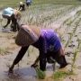 Anti Mainstream! Petani Ini Tanam Padi dengan Cara Maju, Warganet: Maju Mundur Penting Nandur