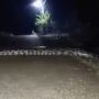 Warga Bojonegoro Dihebohkan Viral Video yang Disebut Sebagai Ular Jadi-jadian Seberangi Jalan, Benarkah?